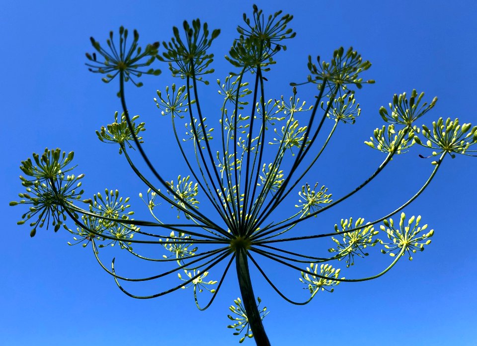 Sky High Dill
