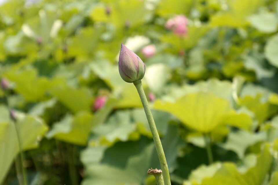 Plant bloom aquatic