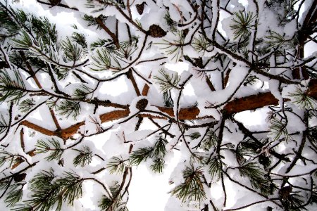 Snow covered spruce branch.