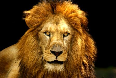 Lion fierce mane photo