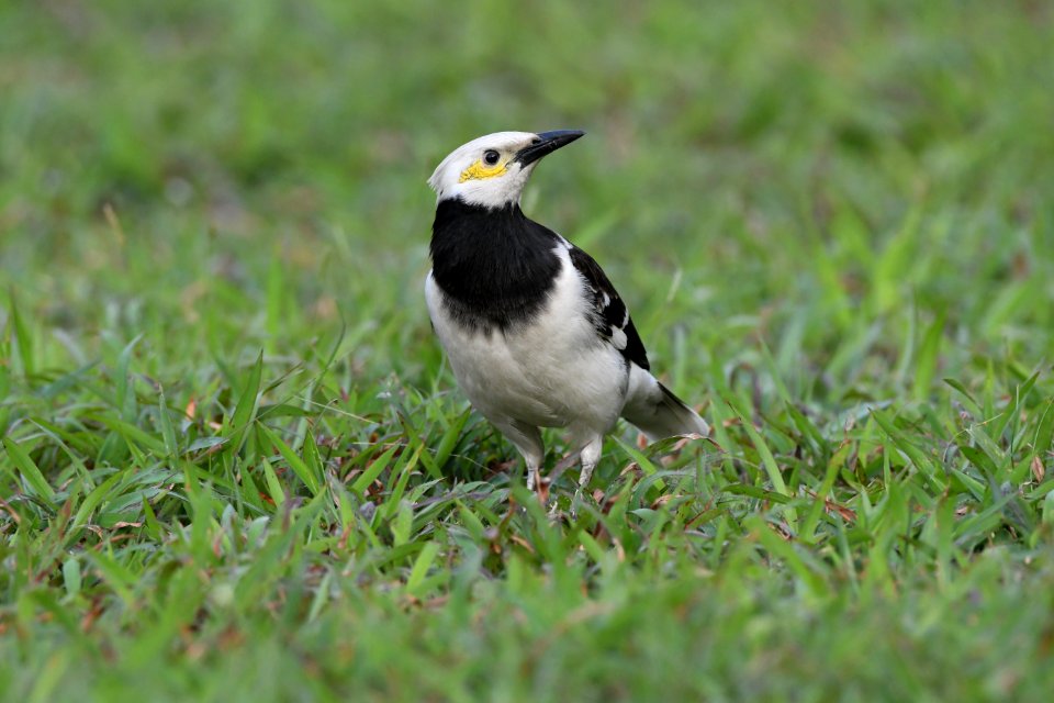 黑領椋鳥 Black-collared Starling