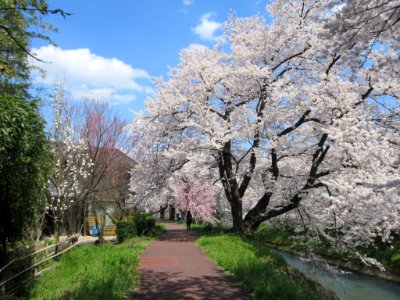 Sakura 2020 along the Yoshinose in Fukui-ken