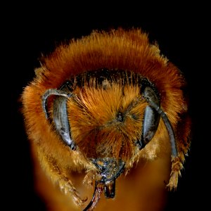 Osmia gracilicornis female