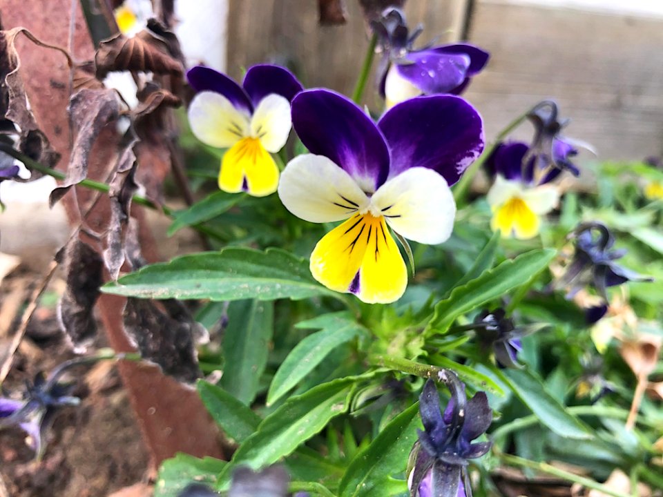 Tough Little Flowers