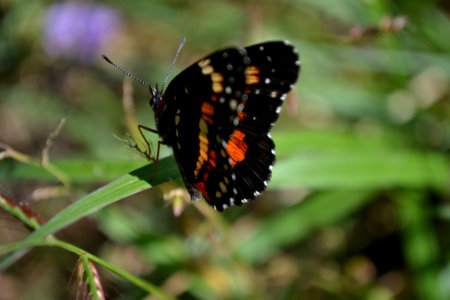 Mariposa