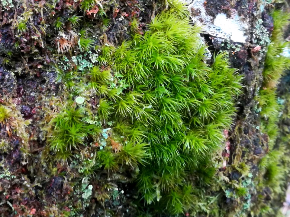 Dicranum scoparium (Broom fork-moss)