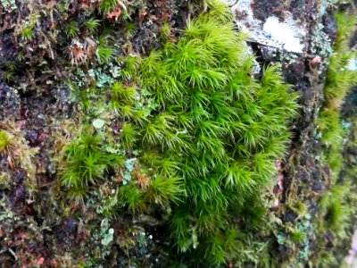 Dicranum scoparium (Broom fork-moss)