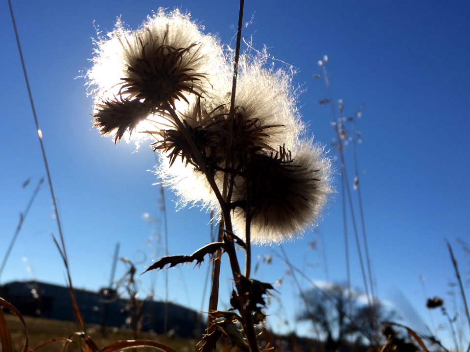 Three Puffs and The Sun