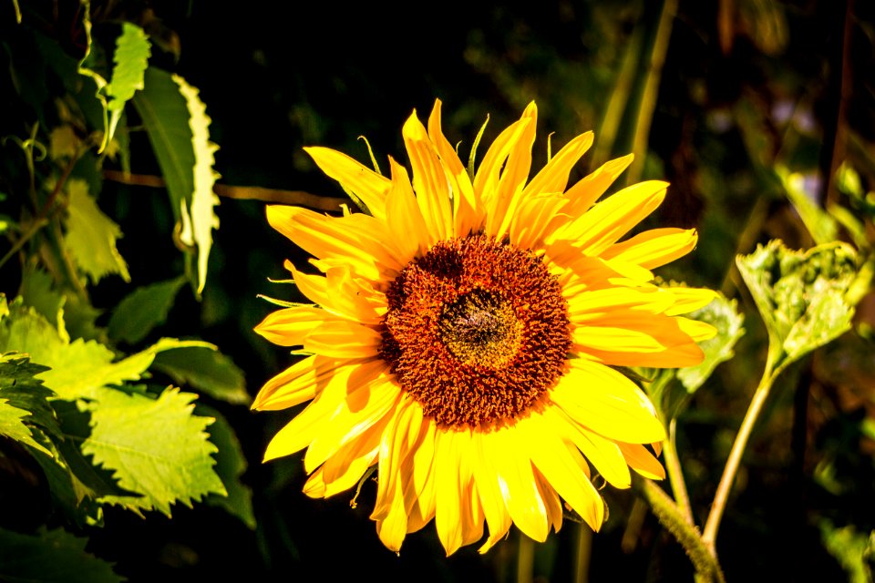 Sonnenblume in Weimar