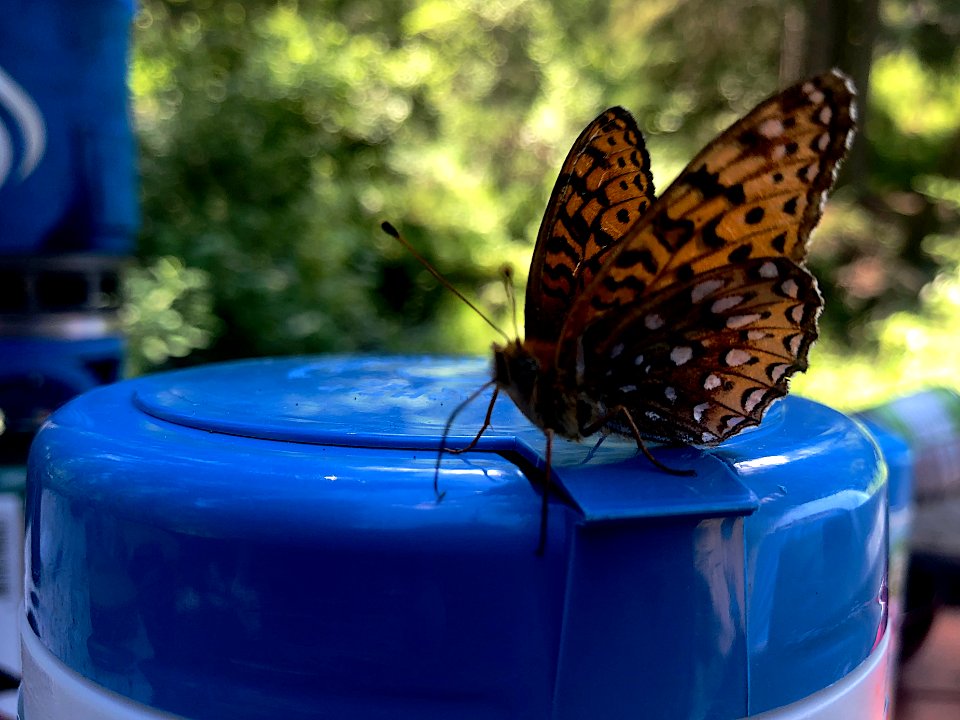 Hello Butterfly