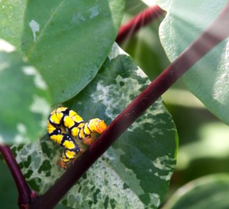 Catepillar eating my plants