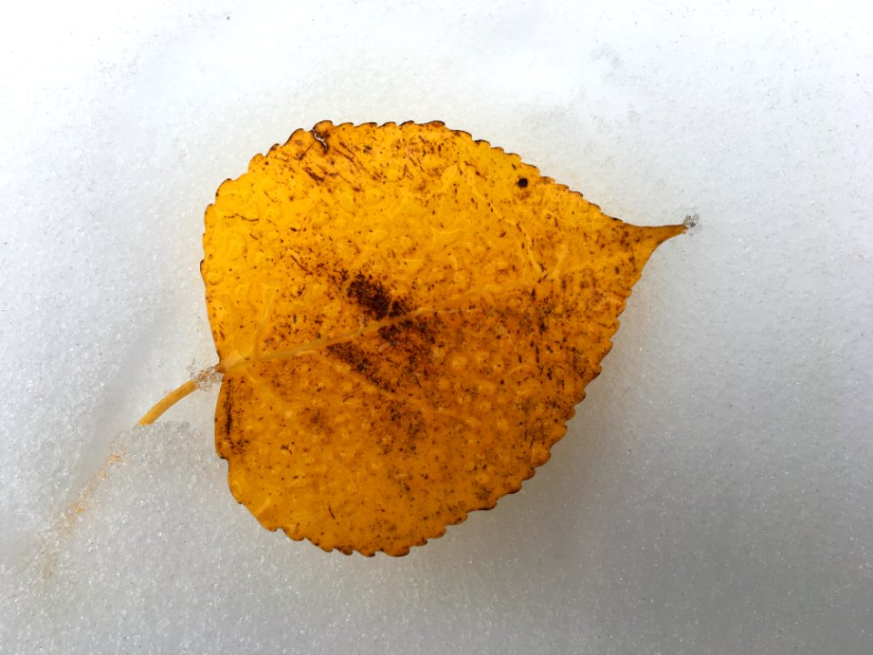 Poplar Says it's Autumn...