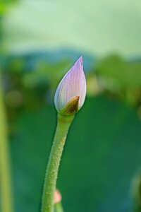 Plant bloom aquatic
