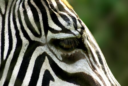 Zebra animal stripes photo