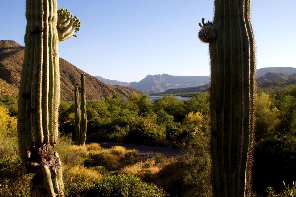 Cactus Conversation