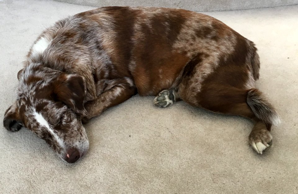 All in a Dog's Day Work
