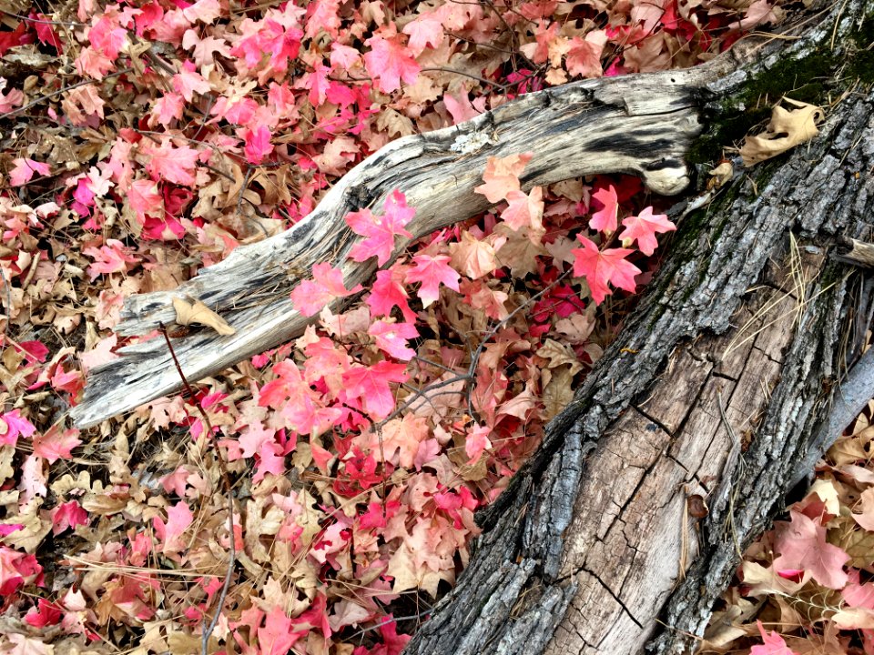 2018/365/6 Red Maple Carpet