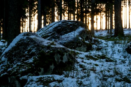 Backlit forest. photo