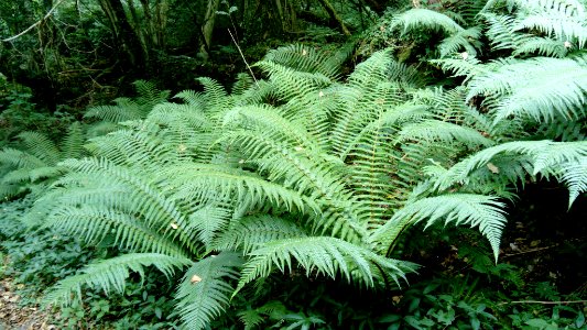 Dryopteris cambrensis (Narrow scaly male fern)