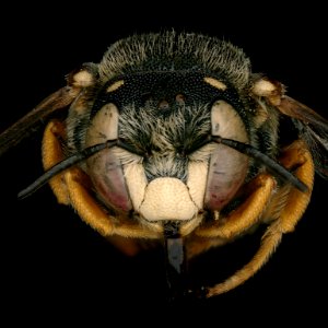 Pseudoanthidium reticulatum male face