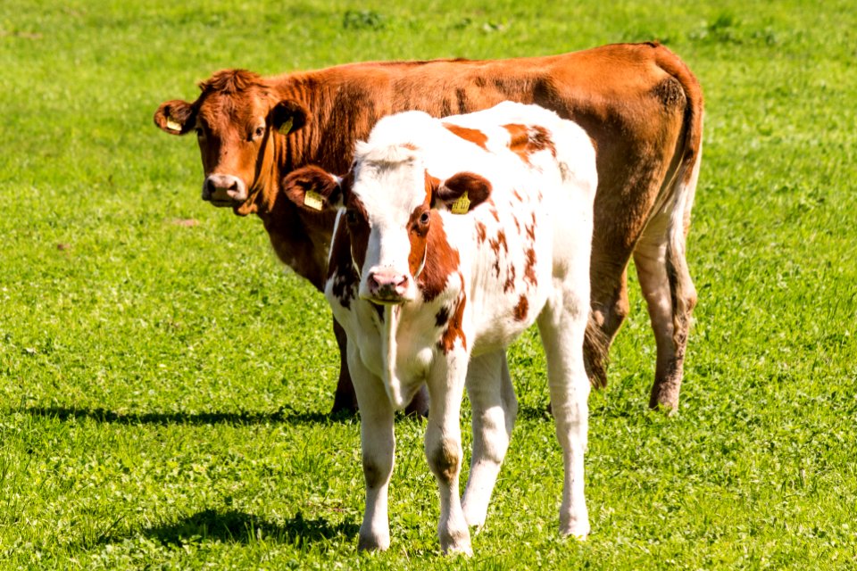 Landleben in Nordhessen