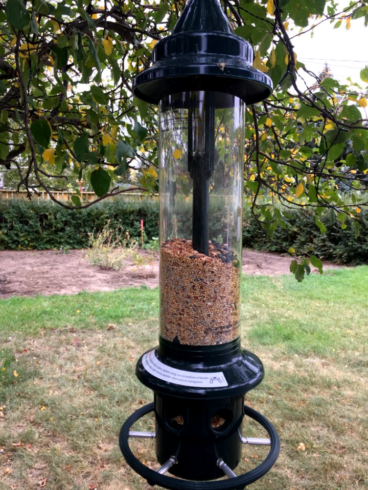 Birds Are Munching Here