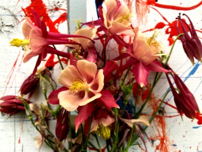 Flower Every Where