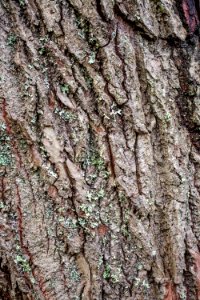 Spruce bark photo