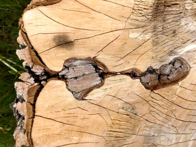 Poplar Graph
