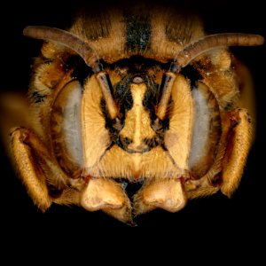 Hoplostelis multiplicata