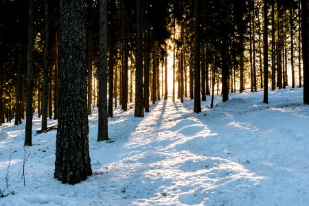 Backlit forest. photo