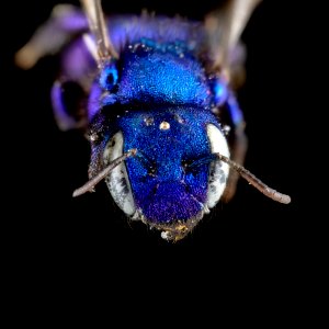 Osmia Cobaltina Female Face