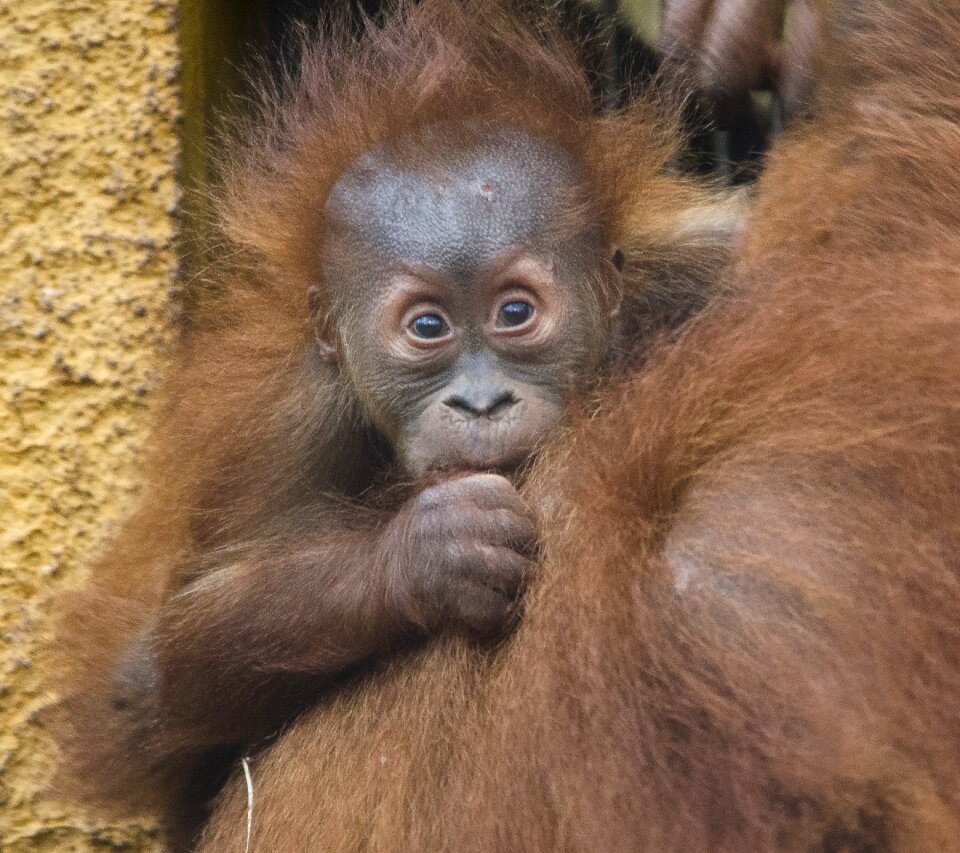 Mother animal primate