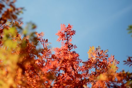 Fall ash photo