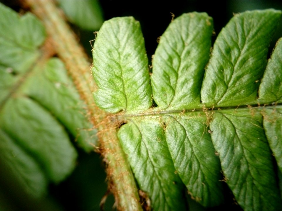 Dryopteris cambrensis (Narrow scaly male fern)