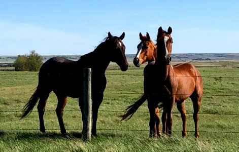 Three Horses All Named "Bob"