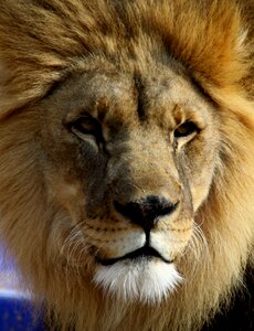 Big cat tulsa brown lion photo