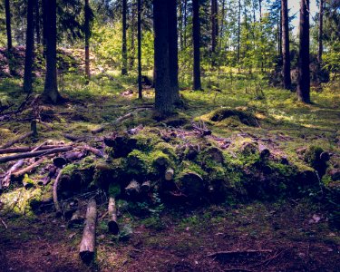Mossy pile of wood
