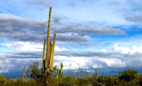 Biggest Saguaro on the Block photo