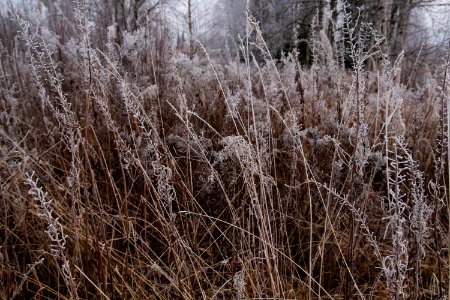 Frozen reeds. photo