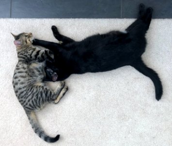 Abstract Cats