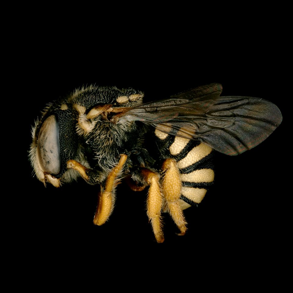 Pseudoanthidium reticulatum male lateralhabitus