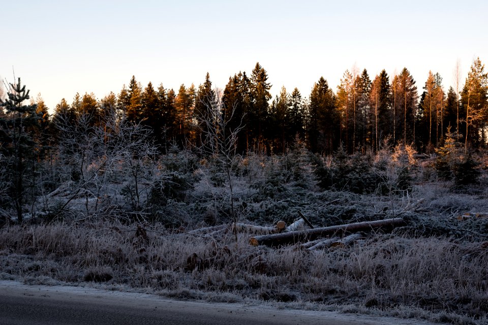 Forest scenery lit by sun set.