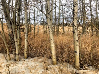 The Kind of Aspen Grove We Seek