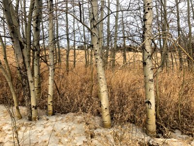 The Kind of Aspen Grove We Seek photo