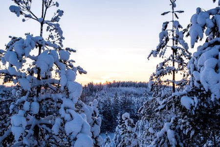 Sun setting behind a forest.