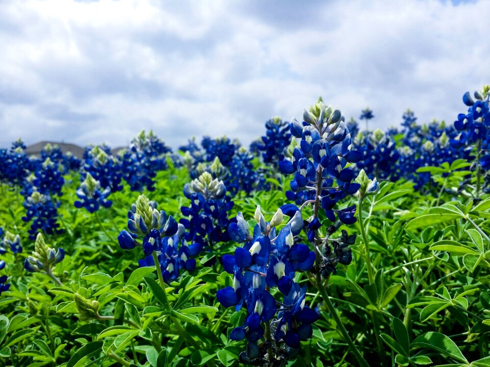 Blue blossom bloom