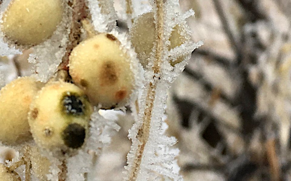 Happy Frozen Pods