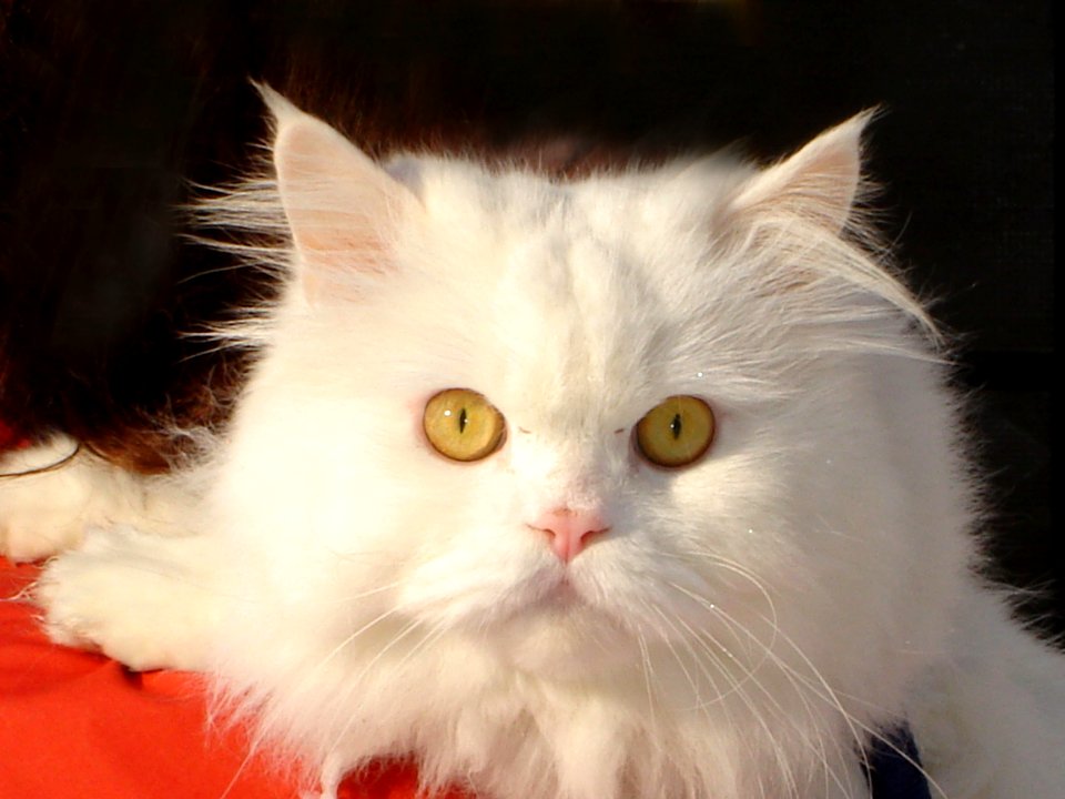 cat5