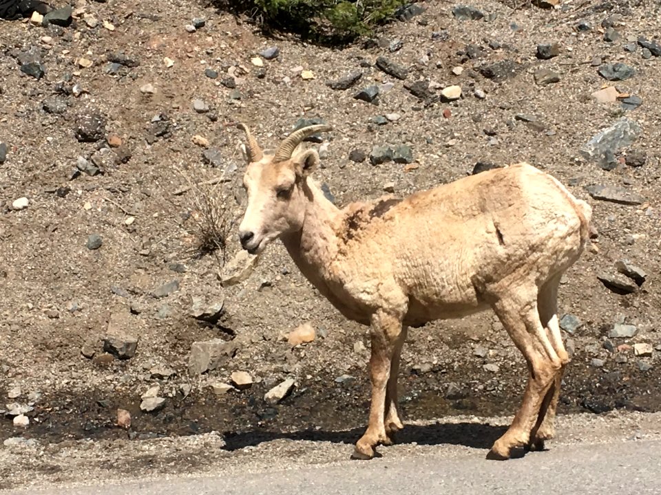Sheep on the Road